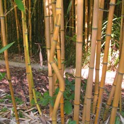 Phyllostachys aureosulcata Aureocaulis